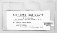 Rinodina conradii image